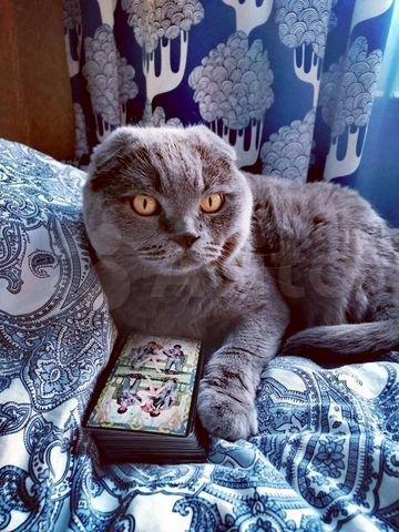 Фото Трёх котов с необычными способностями продают в Новосибирске за 11 млн рублей 10